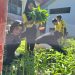 SDN 1 Tanjung Sari Panen Perdana Kebun Sekolah, Hasil Sayur Dibagikan ke Guru dan Siswa